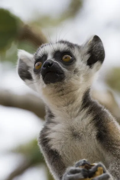 Lemur-de-cauda-anelada — Fotografia de Stock