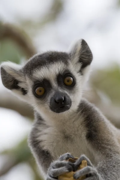 Lemur-de-cauda-anelada — Fotografia de Stock