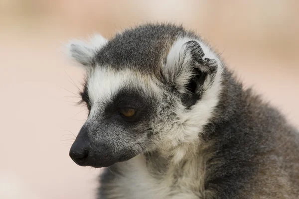 Lemur-de-cauda-anelada — Fotografia de Stock