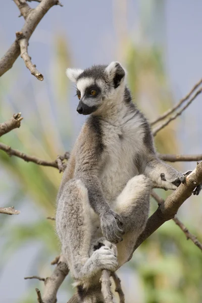 Ring-Tailed Maki — Stok fotoğraf