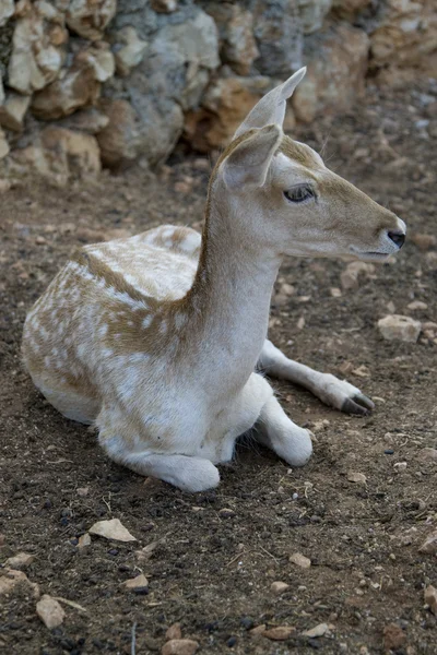 Deer — Stock Photo, Image