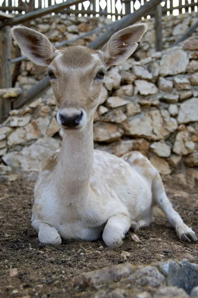 Deer — Stock Photo, Image