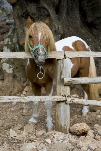Pony. —  Fotos de Stock
