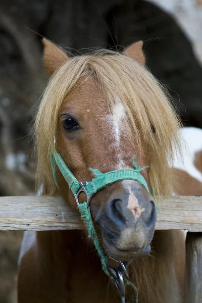 Pony — Stockfoto