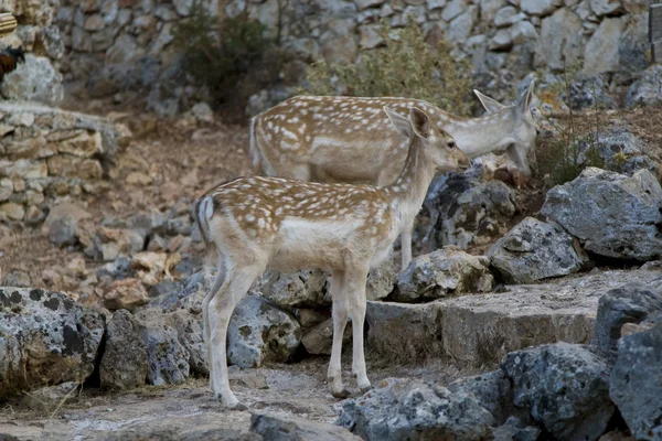 Deer — Stock Photo, Image