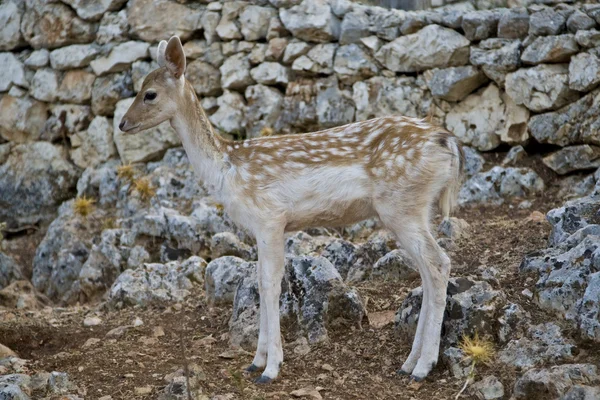 Cervo — Foto Stock