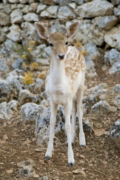 Deer — Stock Photo, Image