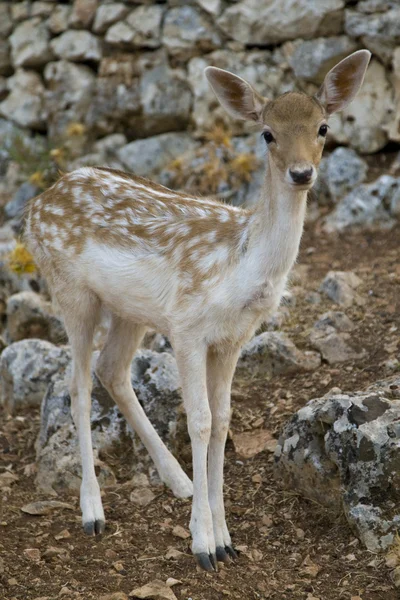 Deer — Stock Photo, Image