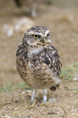 oyuk baykuşu portre