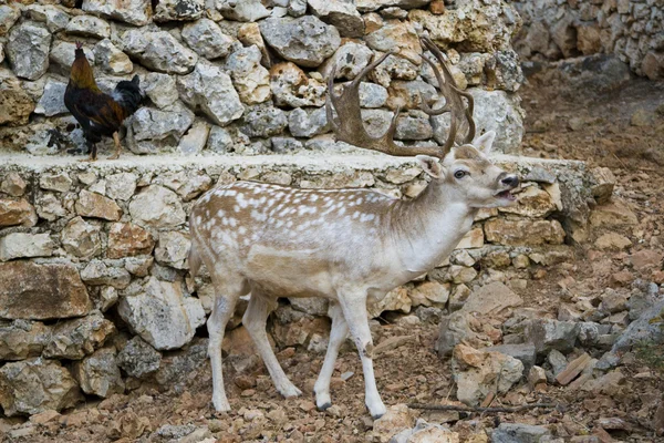 Deer — Stock Photo, Image