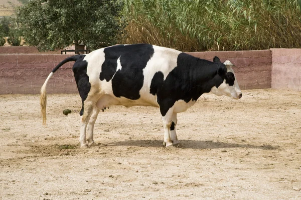 Black and White Cow — Stock Photo, Image