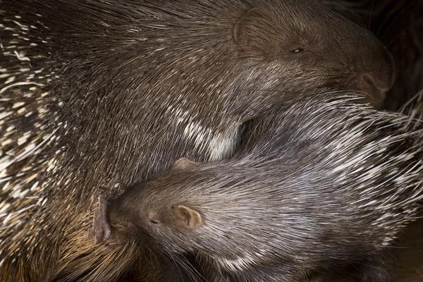 Stekelvarkens van de baby en zijn moeder — Stockfoto