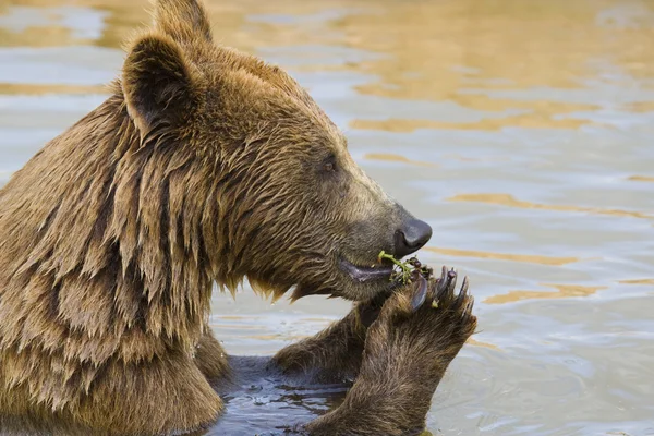 Medvěd krmení — Stock fotografie