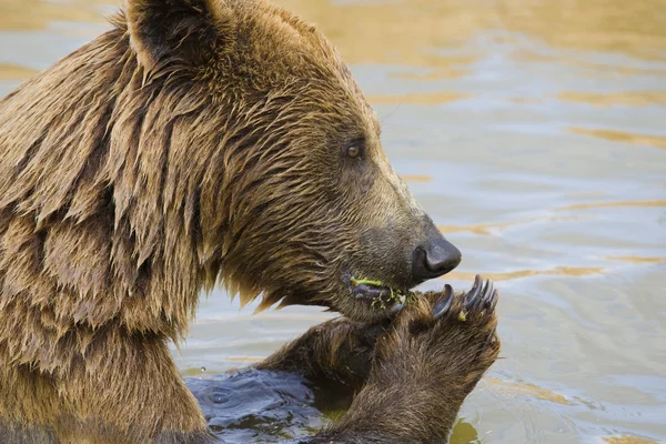 Alimentação do urso — Fotografia de Stock