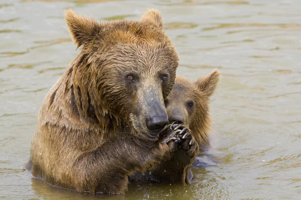 Bärenmutter und ihr Junges füttern — Stockfoto