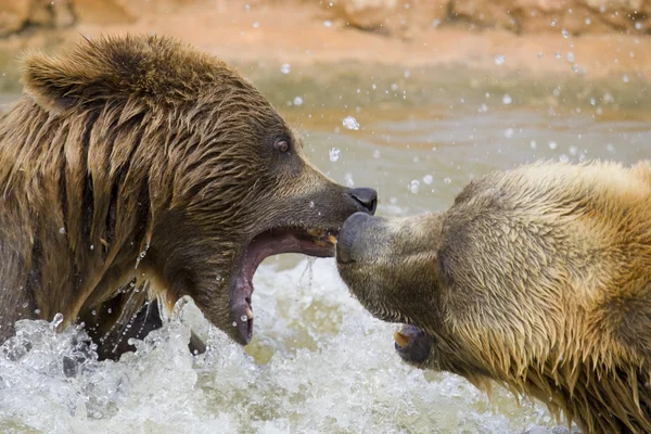 Osos luchando — Foto de Stock