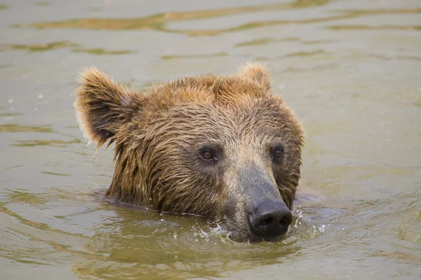 Nuoto dell'orso — Foto Stock