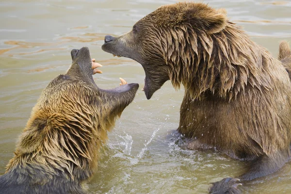 Les ours se battent — Photo