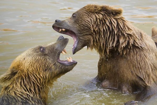 Les ours se battent — Photo