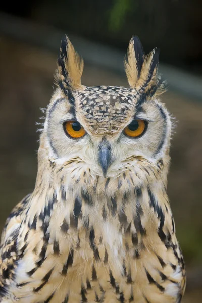 Kartal baykuş portre