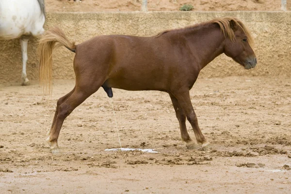 Pferd uriniert — Stockfoto