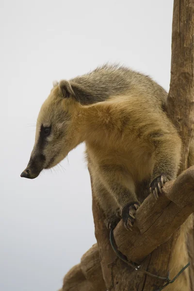 Coati portresi — Stok fotoğraf