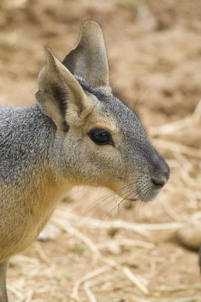 Patagonian Hare Portrait — Stock Photo, Image
