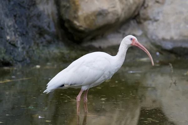 Witte ibis portret — Stockfoto