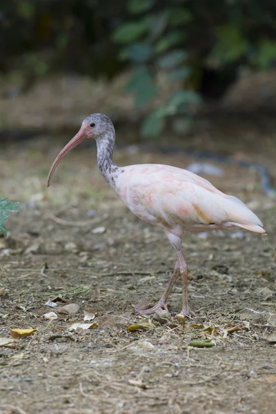 Rode ibis portret — Stockfoto