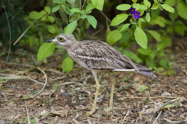 Porträt eines kleinen Wasservogels — Stockfoto