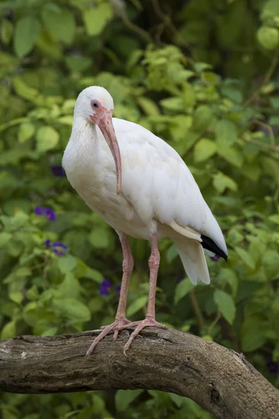 Witte ibis portret — Stockfoto