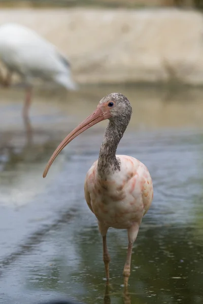 Rode ibis portret — Stockfoto