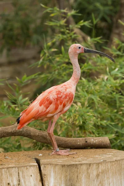 Rode ibis portret — Stockfoto