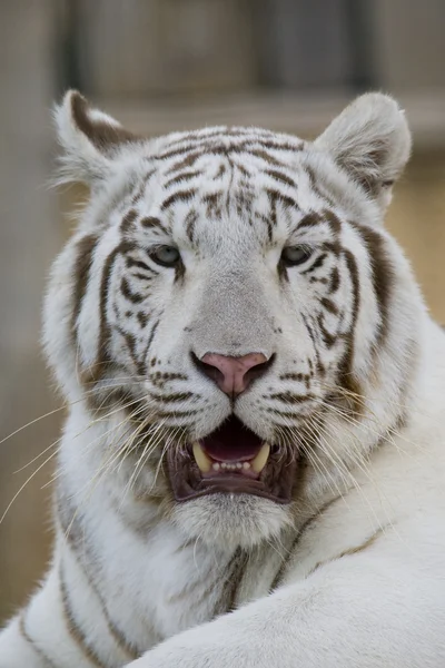 Portret biały tygrys Zdjęcie Stockowe