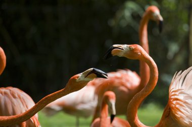 Flamingo portre