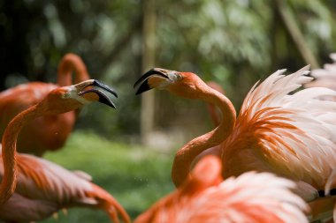 Flamingo portre