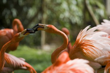 Flamingo portre