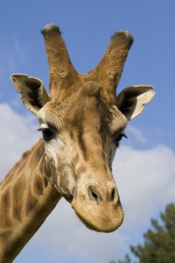 zürafa portre