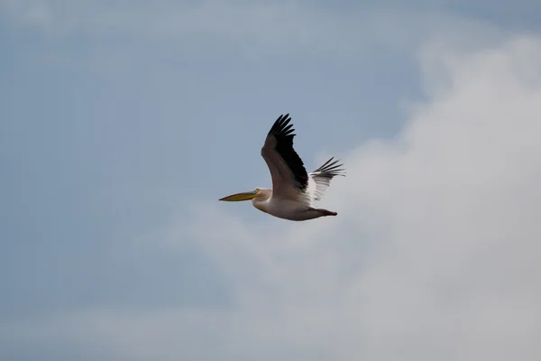 Pelicanos — Fotografia de Stock