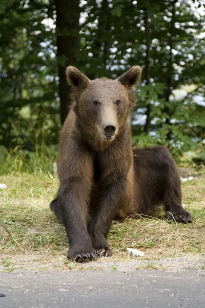 Młody dziki niedźwiedź siedzi na trawie — Zdjęcie stockowe