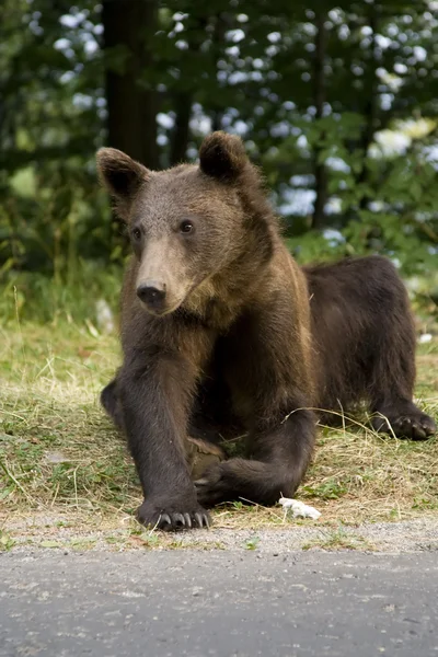 Joven oso salvaje sentado en la hierba — Foto de Stock