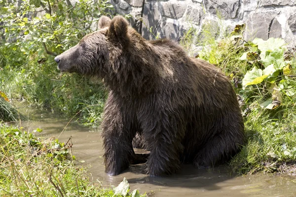 Дикий медведь остывает в воде — стоковое фото