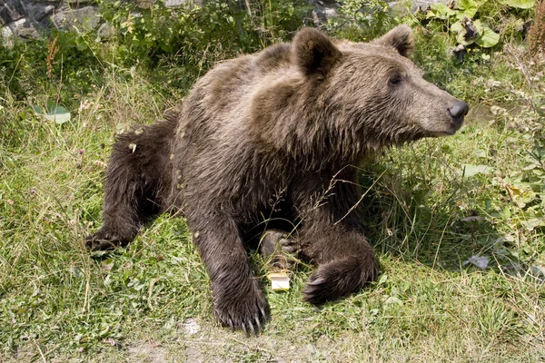 Dziki niedźwiedź chłodzenia w wodzie — Zdjęcie stockowe