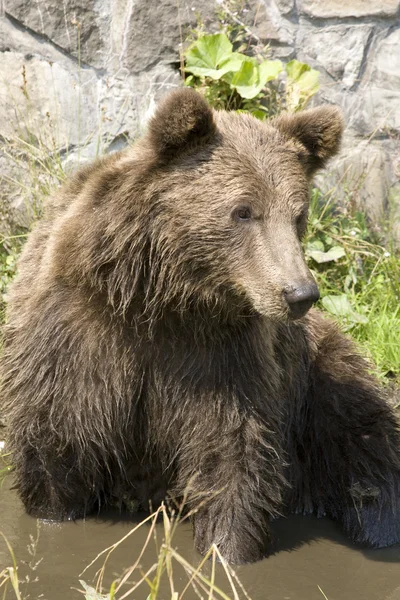 Refrigeração do urso selvagem na água — Fotografia de Stock