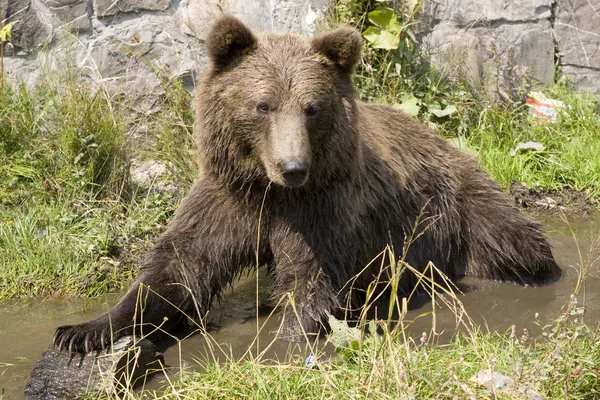 Orso selvatico che si raffredda in acqua — Foto Stock