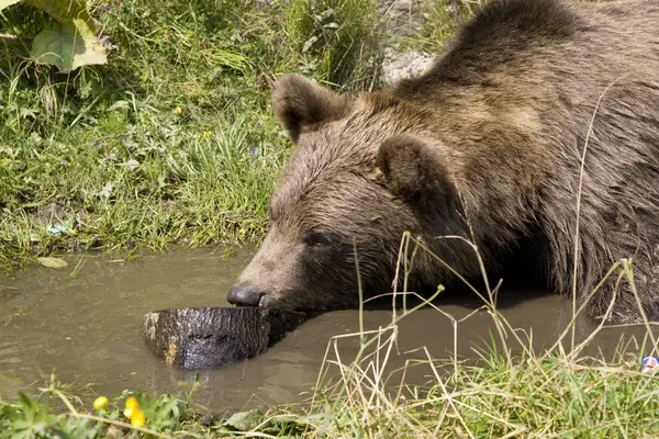 冷却水に野生のクマ — ストック写真