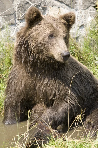 Refrigeração do urso selvagem na água — Fotografia de Stock