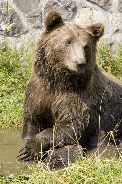 Enfriamiento del oso salvaje en agua — Foto de Stock