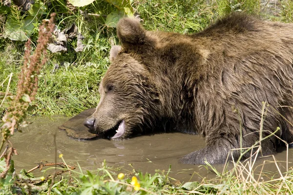 Dziki niedźwiedź chłodzenia w wodzie — Zdjęcie stockowe