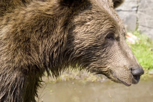 Refrigeração do urso selvagem na água — Fotografia de Stock